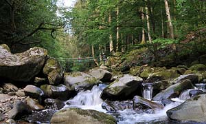 Bayerischer Wald