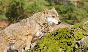 Nationalpark Bayerischer Wald